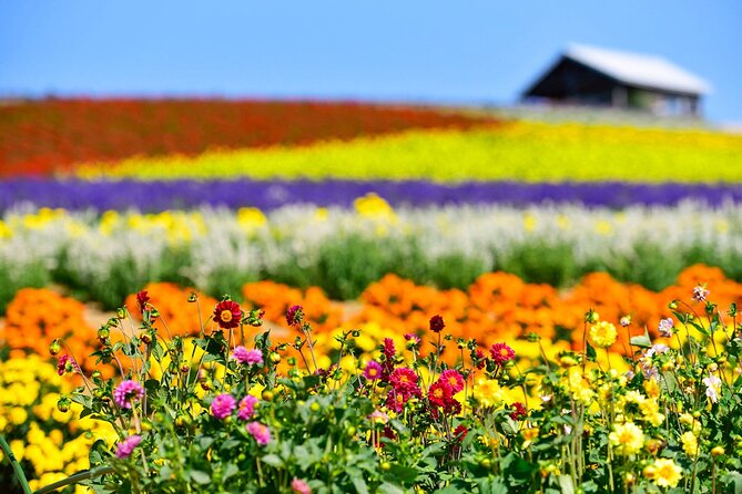 Hokkaido: Asahiyama Zoo, Furano, and Ningle Terrace Full Day Tour - Meeting and Pickup