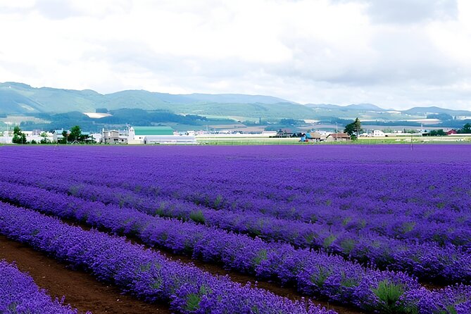 Hokkaido Furano and Biei Private Day Tour（Depart From Sapporo） - Pickup Information
