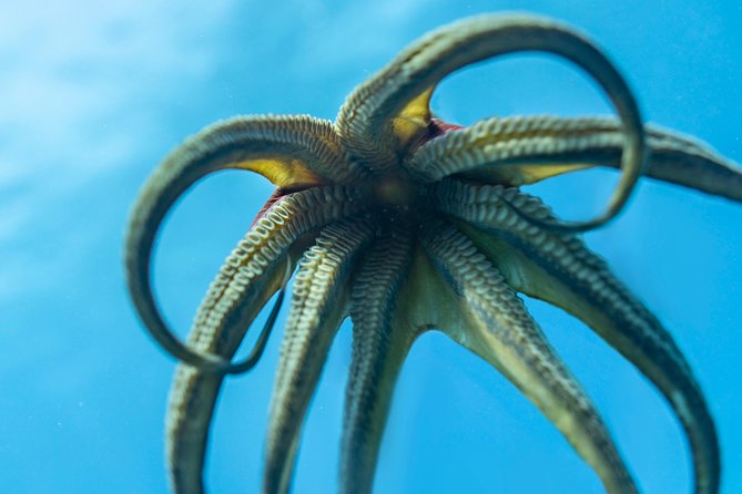 Incredibly Fun 2-Tank Coral Reef South Shore Boat Dive in Oahu From Waikiki - What to Expect on the Boat Dive
