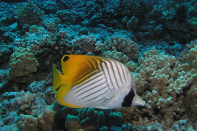 Intro Dive Kaanapali Swim Ability Required - Pricing and Booking Information