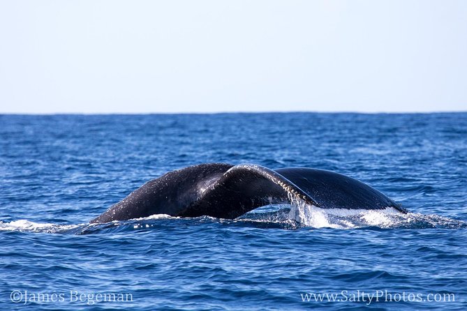 Kauais Ultimate South Side Whale & Dolphin Zodiac Boat Adventure - Adventure Level and Physical Requirements