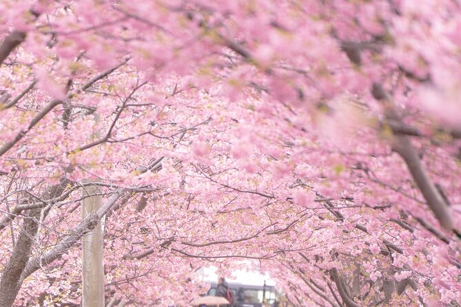 Kawazu Cherry Blossom Sightseeing Tour - Pickup Information