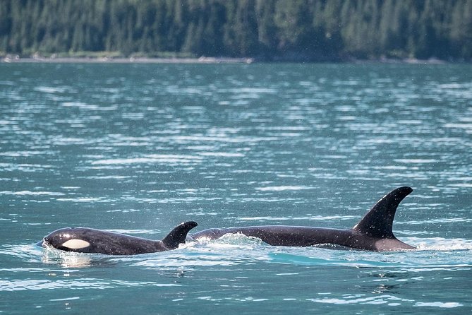 Kenai Fjords Orca Quest Cruise - Meeting and Departure Details