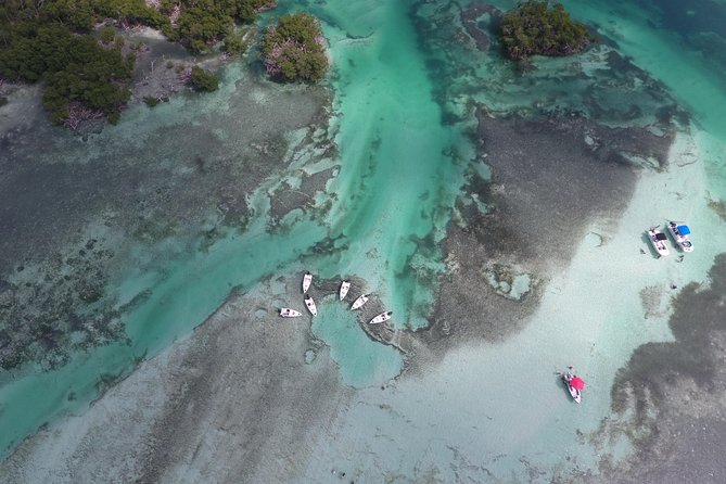 Key West Safari Eco Sandbar Tour Adventure With Snorkeling - Wildlife Encounters
