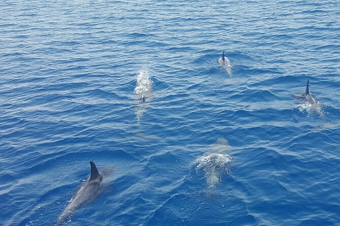 Key Wests Favorite Afternoon Dolphin Sail - Accessibility and Participation