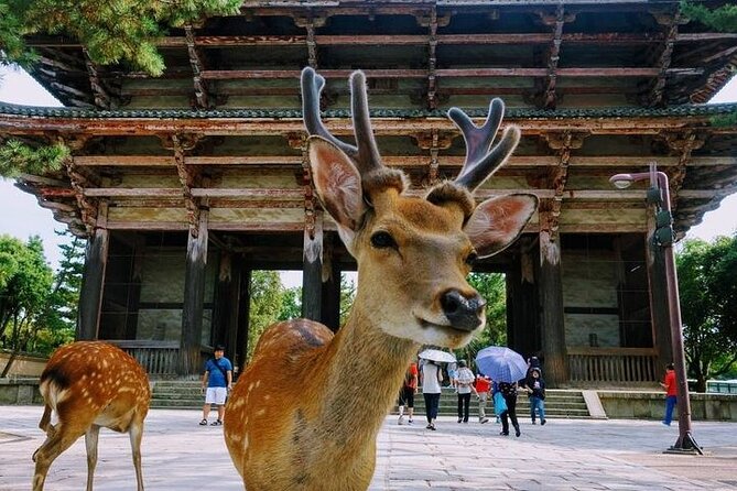 Kyoto Day Tour to Arashiyama, Fushimi Inari and Nara Deer Park - Discovering Nara Deer Park