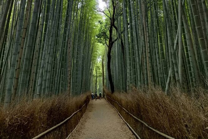 Kyoto Private Tour With National Licensed Guide