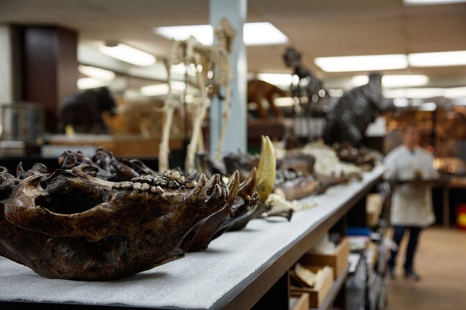 La Brea Tar Pits and Museum Admission Ticket With Excavator Tour - Excavator Tour