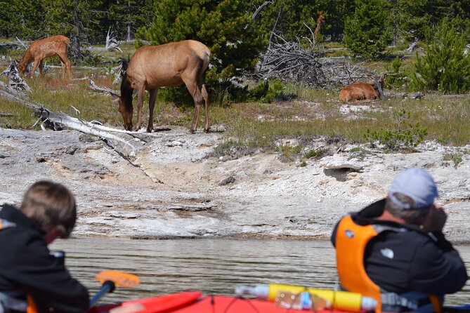 Lake Yellowstone Half Day Kayak Tours Past Geothermal Features - Morning Kayak Excursion