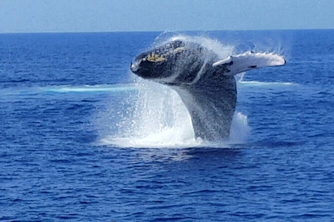 Late Morning Whale Watch Cruise From Abay - Participation Requirements