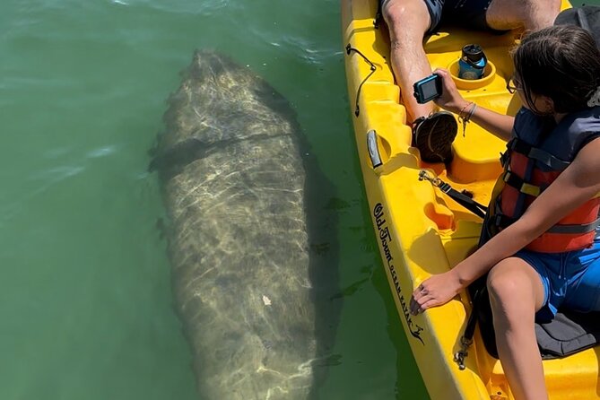 Manatee Discovery Anna Maria Island - Spotting Manatees and Other Local Wildlife