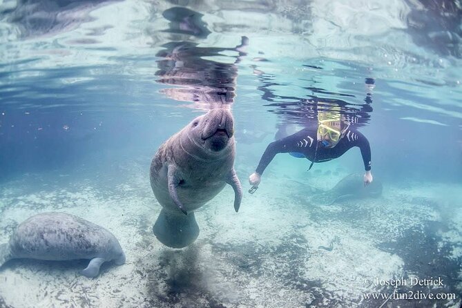Manatee Snorkel Tour - Small Group - Participant Guidelines