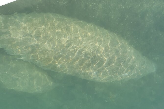 Mangrove Jungle Exploration on SUP/Kayak - Group Size and Confirmation