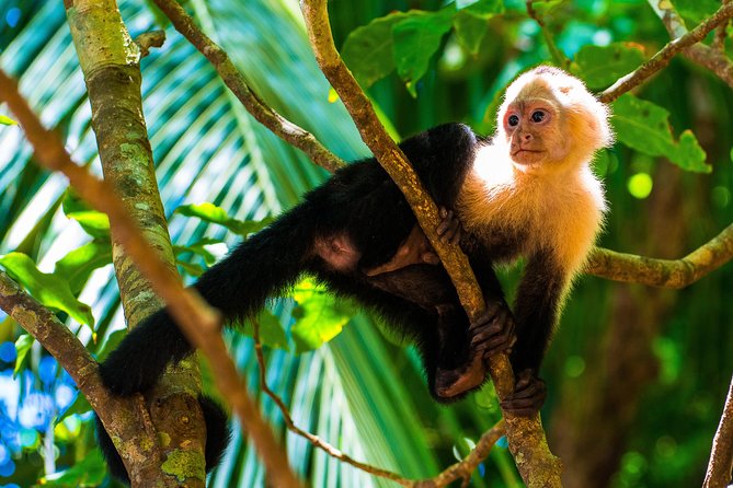 Manuel Antonio National Park, PRIVATE Day Tour From Jaco - Customer Reviews and Experiences