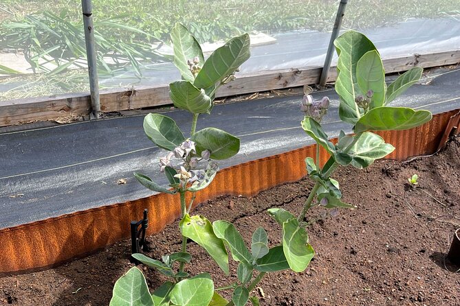 Maui Butterfly Garden - 1st Stop on the Road to Hana! - Accessibility Features