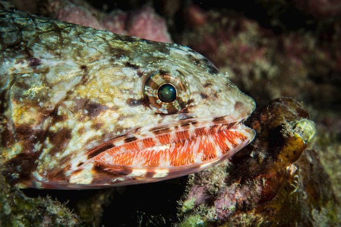 Maui Certified Shore Diving From Lahaina - Professional Guide and Insights