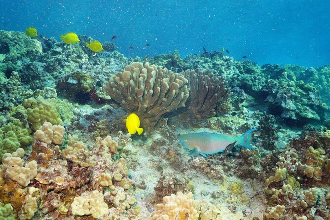 Maui Magic Adventure Snorkel: Molokini Crater and Turtle Stop - Snorkeling Locations and Wildlife Encounters