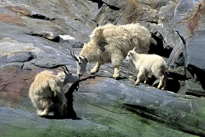 Misty Fjords Expedition - 6 Passenger Boat - Wildlife Spotting Opportunities