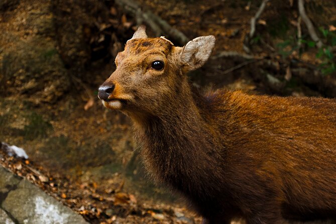 Miyajima Private History and Food Tour (Half Day) - Discovering Miyajimas Culinary Delights