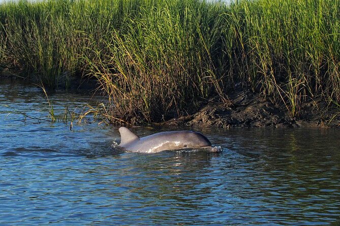 Morning Beaufort River Tour - Inclusions and Accessibility Features