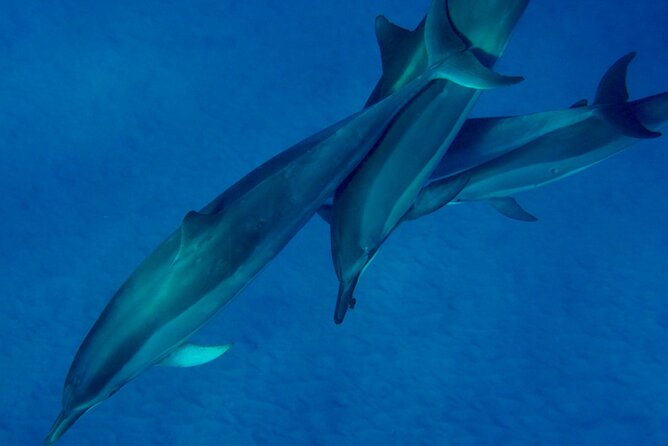 Morning Magic Kayak and Snorkel Adventure in Kealakekua Bay - Important Information