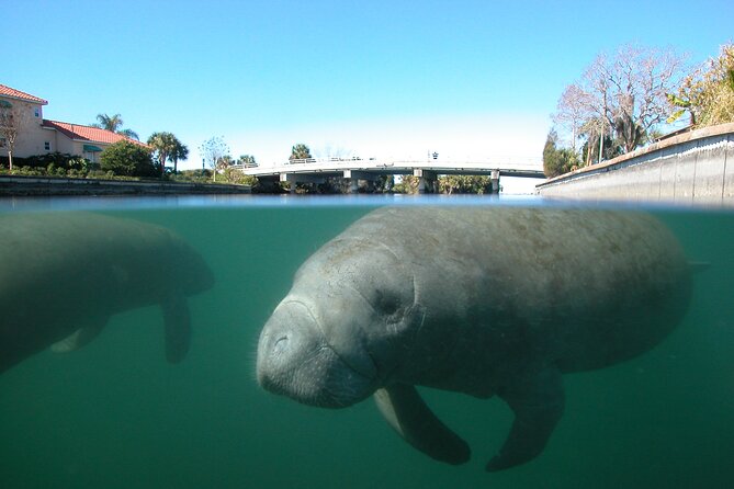 Morning Swim and Snorkel With Manatees-Guided Crystal River Tour - Snorkeling Experience