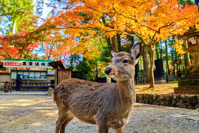 Morning Wonder World Heritage Nara Guided Tour - Meeting and Departure Information