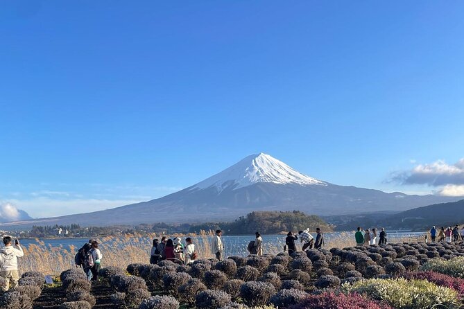 Mt. Fuji Cherry Blossom and Shibasakura Festival Tour - Accessibility and Participation