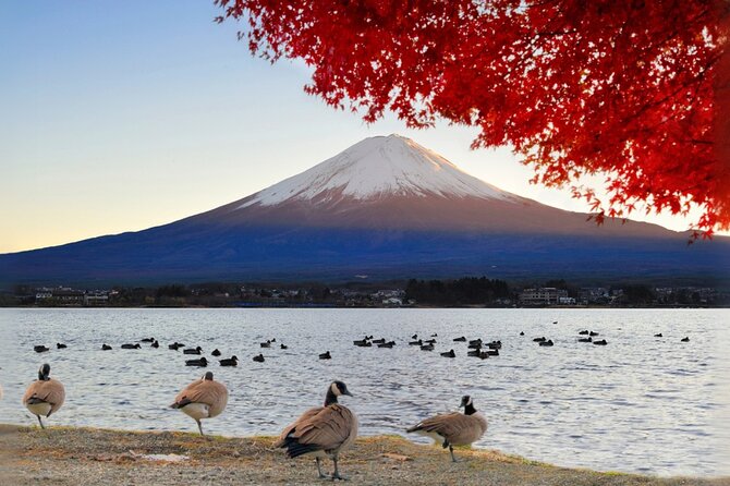 Mt Fuji Lake Kawaguchi and Yamanaka Hot Spring Day Tour in Tokyo - Important Information