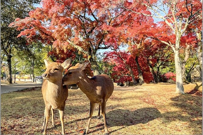 NARA and KYOTO 1 Day Bus Tour - Meeting and Pickup Details