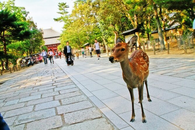 Nara Attractive Tour - Physical Requirements