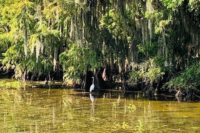 New Orleans Large Airboat Swamp Tour - Traveler Reviews and Feedback