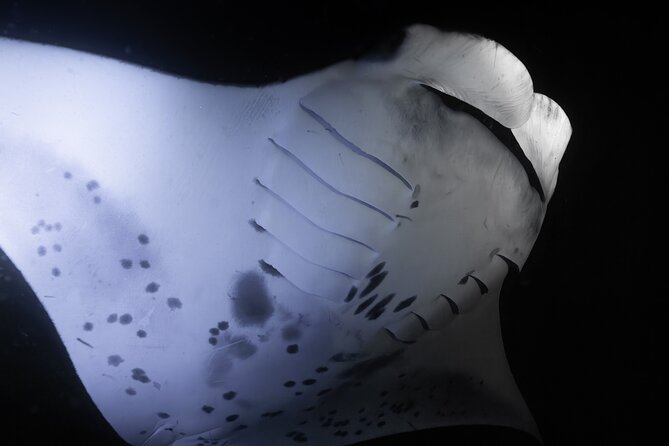 Night Manta Ray Snorkel With Videos - Meeting Point and Departure Details