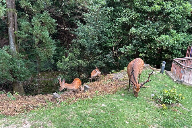 No Emission Car Nara Private Tour From Kyoto With Japanese Guide - Meeting and Pickup