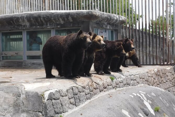 Noboribetsu Bear Park Admission Ticket | Hokkaido - What to Expect