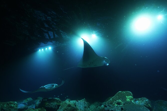 One Tank Manta Night Dive and Snorkel - Inclusions