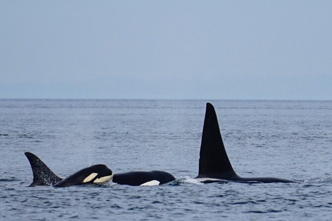 Orca Whale Tour From Orcas Island - Customer Reviews and Experiences