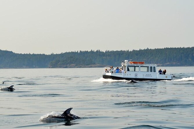 Orcas Island Whale Watching - Highlights