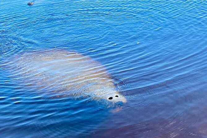 Ormond Beach Manatee and Nature Tour Kayaking or Paddle Boarding - Equipment and Safety