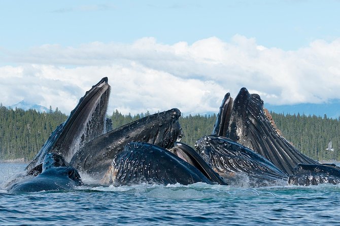 Paddle With Whales Kayak Adventure Juneau - Participant Requirements