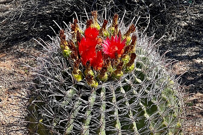 Peaceful Morning Walk: Guided Journey Through the Sonoran Desert - Wildlife and Flora Encountered