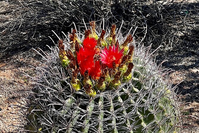 Peaceful Nature Walk. Botanical Tour of the Sonoran Desert. - Explore the Sonoran Desert