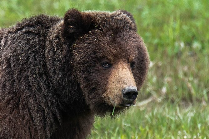 Peak Season Bear Viewing By Seaplane - Understanding the Logistics of Your Tour