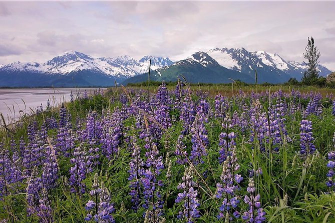 Port Homer Day Tour - Wilderness, Wildlife and Beach Experience - Preparing for the Tour: Meeting and Pickup Details