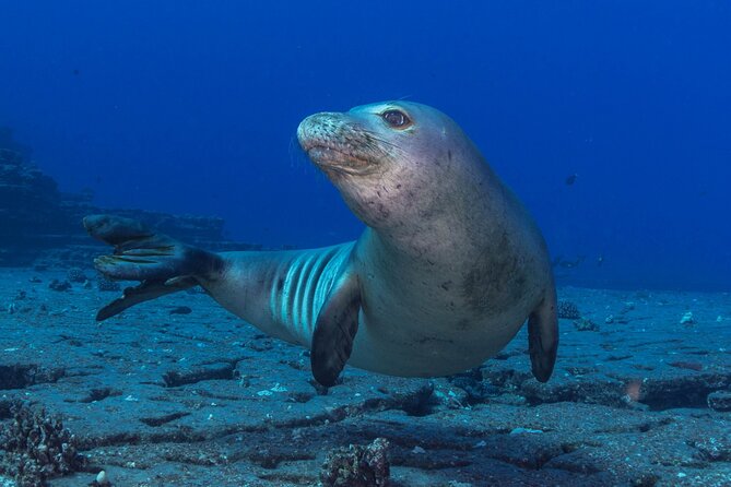Premium Afternoon Scuba Charter for All Certified Diver Levels - Meeting and Pickup Information