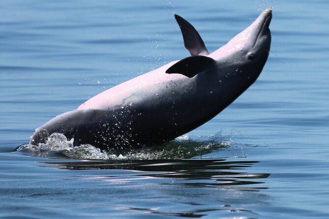 Private 3 Hour Powerboat Dolphin Cruise With Remote Beach Stop up to 6 Guests - Meeting and Logistics