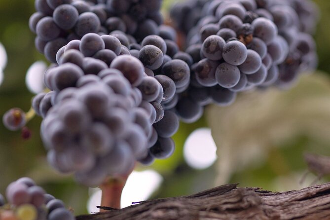 Private All-Inclusive Santa Ynez Wine Tour From Santa Barbara - Tour Schedule and Availability