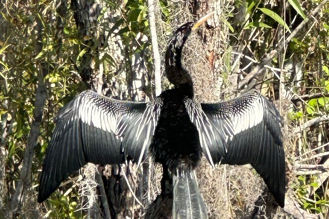 Private Everglades Kayak Tour See The Real Everglades With Us - Learning About the Everglades Ecosystem