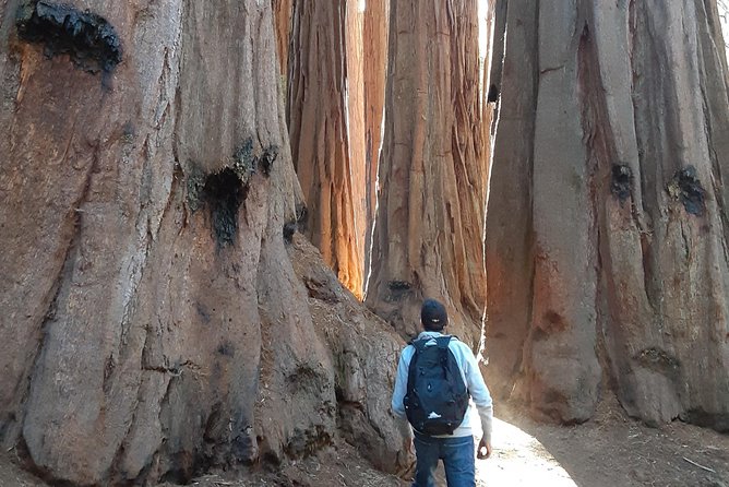 Private Guided Hiking Tour - Sequoia National Park - Visiting the General Sherman Tree
