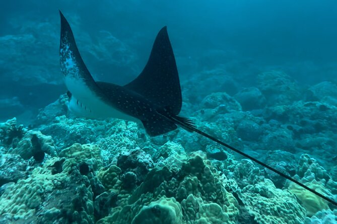 Private Snorkel With Beach Set-Up - Highlights of the Marine Life